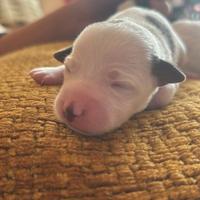 Jack russel