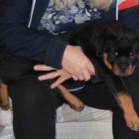 Cuccioli Rottweiler alta genealogia