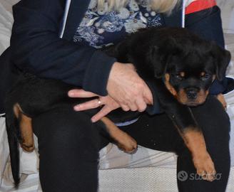 Cuccioli Rottweiler alta genealogia