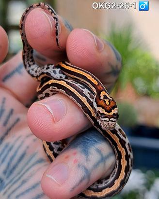 Ultimi baby di serpenti del grano okeetee cross