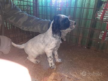 Cuccioli di setter inglesi