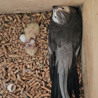 Pulli calopsite da imbecco