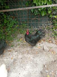 Galli australorp