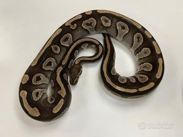 Pitone Reale con terrario