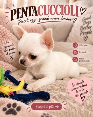 CHIHUAHUA TOY CUCCIOLI MINI DISPONIIBLI pag rate
