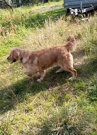 Golden retriever