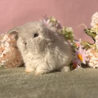 Cuccioli di coniglio Minilop