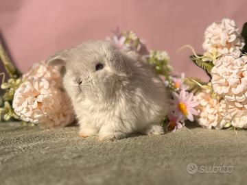 Cuccioli di coniglio Minilop