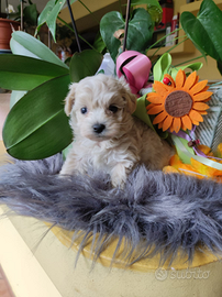 Maltipoo toy
