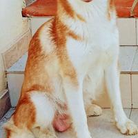 Cuccioli di alask