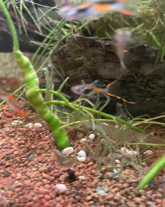 Guppy