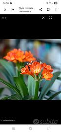 Clivia grande