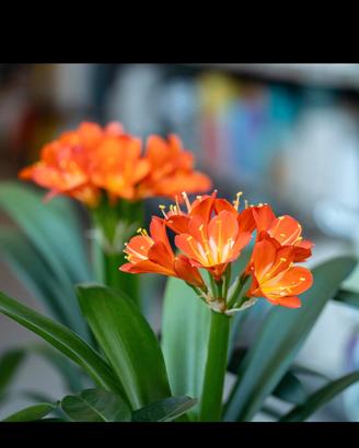 Clivia grande