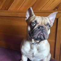 Bulldog Francese per monta