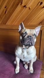Bulldog Francese per monta