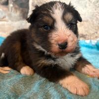 Cuccioli di pastore australiano con pedigree