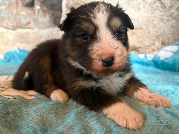 Cuccioli di pastore australiano con pedigree