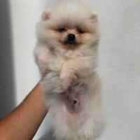 Spitz Tedesco nano/Volpino di Pomerania