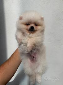 Spitz Tedesco nano/Volpino di Pomerania