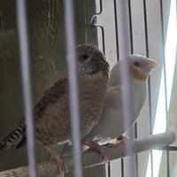 Coppie gola tagliata