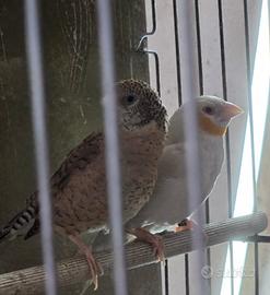 Coppie gola tagliata