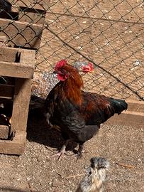 Gallo marans