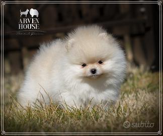 Spitz nano tedesco (pomerania)