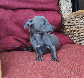 Cuccioli piccolo levriero italiano