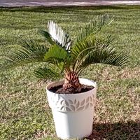 cycas pianta di cicas revoluta