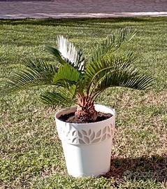 cycas pianta di cicas revoluta