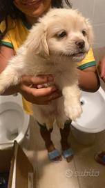 Cuccioli 2 mesi