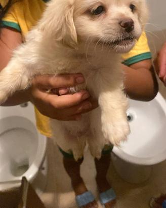Cuccioli 2 mesi