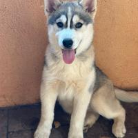 Siberian husky