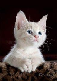 Gattini mix siamese