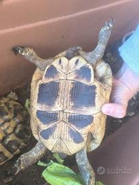 Tartaruga