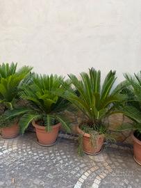 Piante