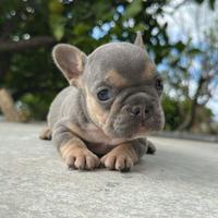 Bouledogue francese