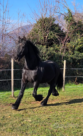 Frisone per sella e carrozza