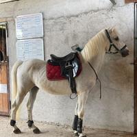 Cavallo_ Super Pony