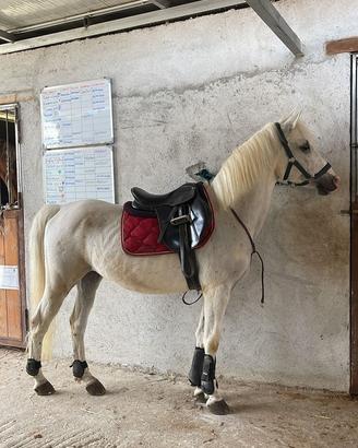 Cavallo_ Super Pony