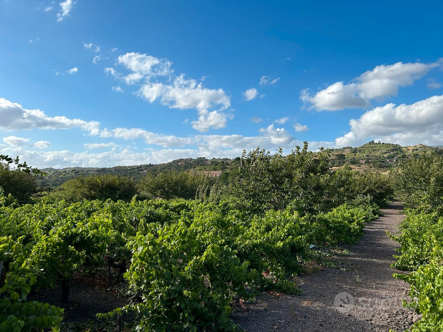 Terreno di 14000mq -Edific.- Vigneto, Uliveto - Vista 3