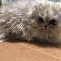 Cucciolo di persiano