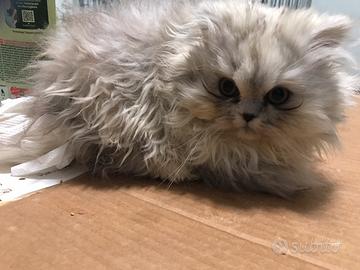 Cucciolo di persiano