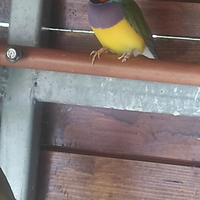 Diamanti del gould