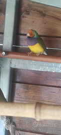 Diamanti del gould