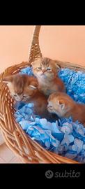 Scottish Fold Golden