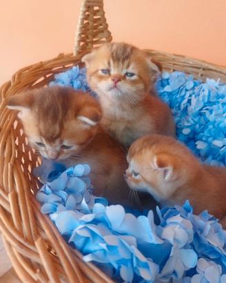 Scottish Fold Golden
