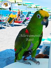 Amazzone Fronte gialla