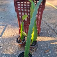 pitaya (frutto del drago)