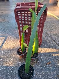 pitaya (frutto del drago)